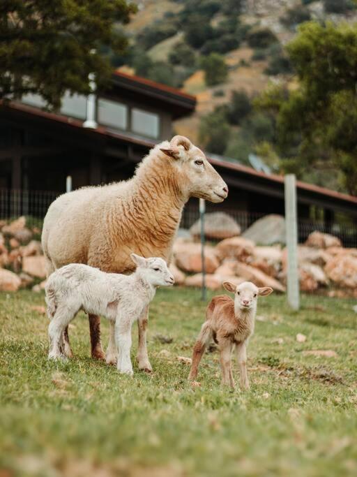 Matanah Meadows Farm, Great For 2 Families, Sequoia National Park And Working Farm Villa Three Rivers Exterior photo